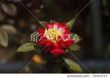 Arao City Ominous Citizen Flower Bed Rose Flower, Arao City Ominous Citizen Flower Bed Rose Flower, 70954757