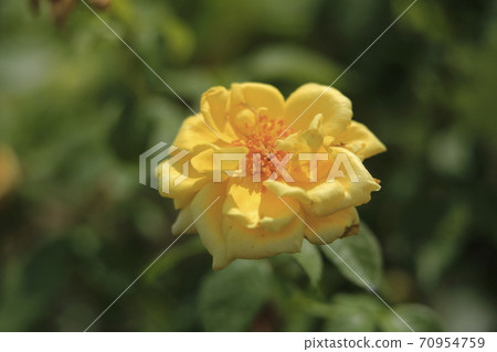 Arao City Ominous Citizen Flower Bed Rose Flower, Arao City Ominous Citizen Flower Bed Rose Flower, 70954759