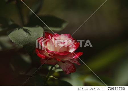 Arao City Ominous Citizen Flower Bed Rose Flower, Arao City Ominous Citizen Flower Bed Rose Flower, 70954760
