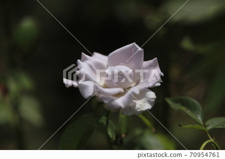 荒尾市少女公民花壇玫瑰花, 荒尾市少女公民花壇玫瑰花, 70954761