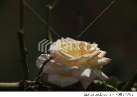 荒尾市少女公民花壇玫瑰花, 荒尾市少女公民花壇玫瑰花, 70954762