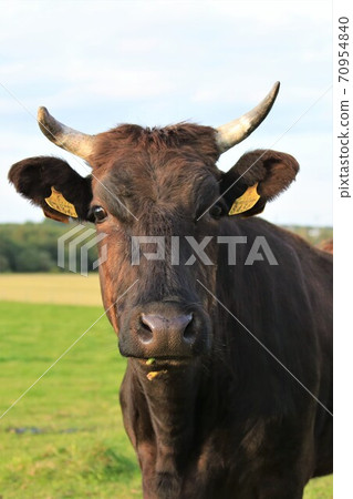 Japanese beef 70954840