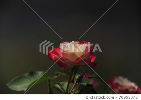 荒尾市少女公民花壇玫瑰花， 70955378