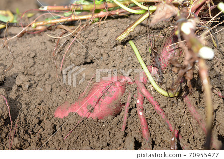 Sweet potato digging 5 70955477