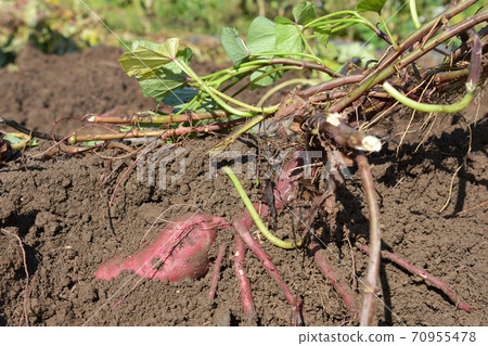 Sweet potato digging 6 Sweet potato digging 6 70955478