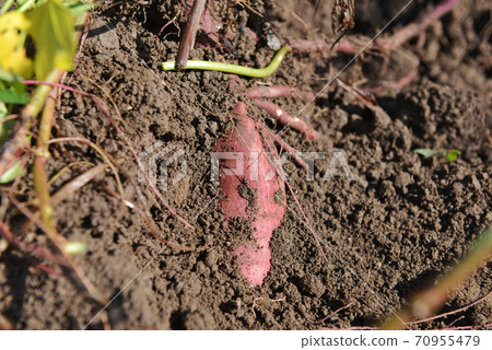Sweet potato digging 7 Sweet potato digging 7 70955479