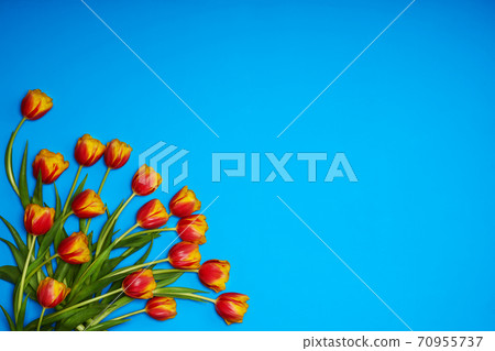 Tulips flowers on natural background. Tulips flowers on natural background. 70955737