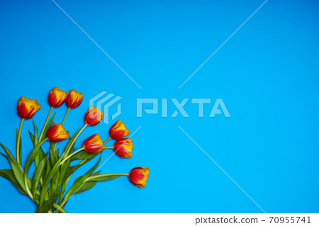 Tulips flowers on natural background. Tulips flowers on natural background. 70955741