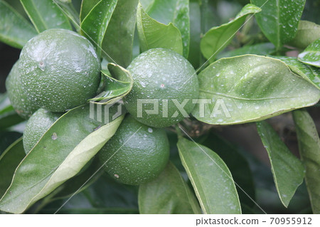 夏季種植mikan 夏季種植mikan 70955912