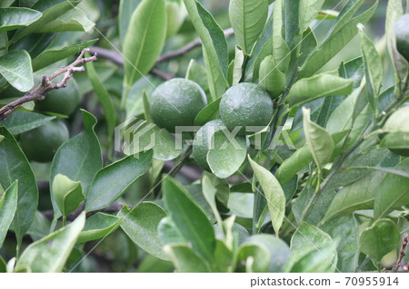 夏季種植mikan 夏季種植mikan 70955914