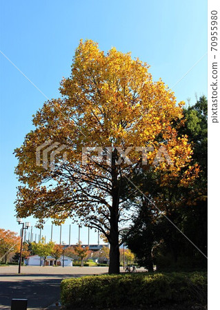Autumn in Chiba Prefectural Kashiwanoha Park 70955980