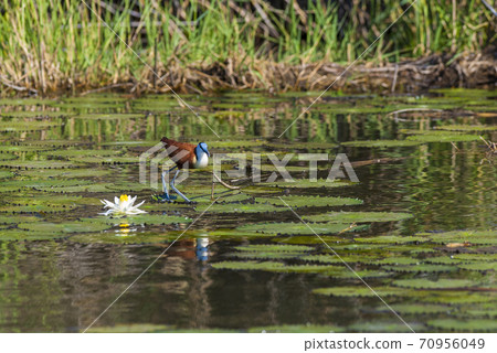 African , Jacana African , Jacana 70956049