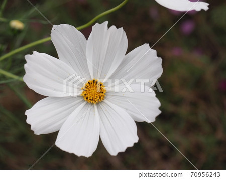 Cosmos flowers in cosmos field Cosmos flowers in cosmos field 70956243