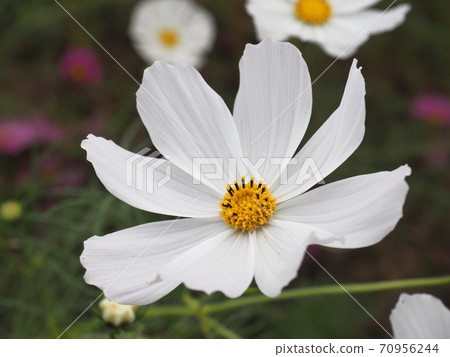Cosmos flowers in cosmos field Cosmos flowers in cosmos field 70956244