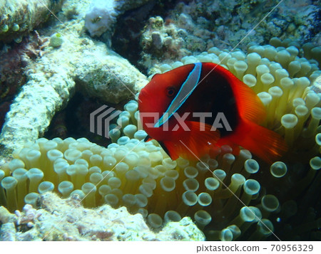 海葵和花椰菜 70956329