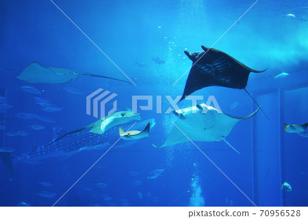 美麗海水族館蝠ta 70956528