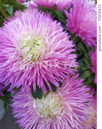 background with asters bouquet composition in pink colors 70956972