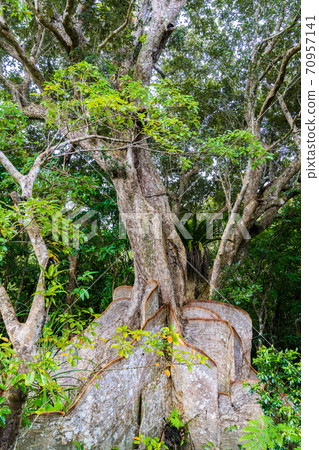 Saxis Maunus Iriomote Island 70957141