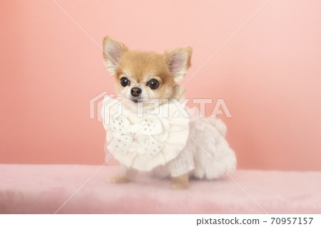 Chiwawa穿著白色服裝的小桃子微笑 70957157