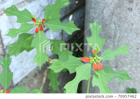 Summer poinsettia 70957462