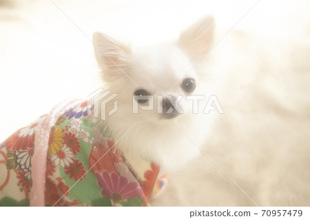 穿著和服的白千和 70957479