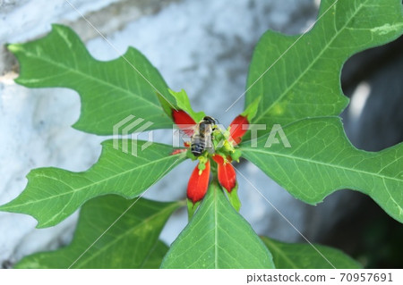 Summer poinsettia Summer poinsettia 70957691