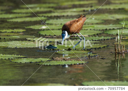 African , Jacana African , Jacana 70957784