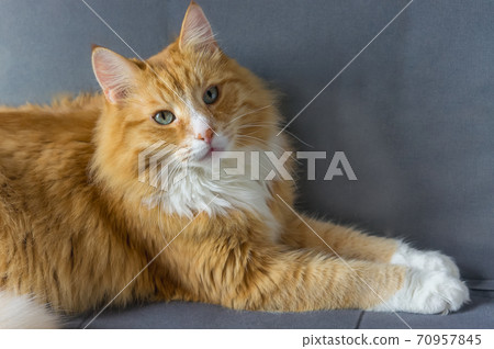red cat at home resting, red cat lying on the sofa, fluffy house cat red cat at home resting, red cat lying on the sofa, fluffy house cat 70957845
