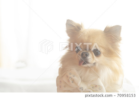 Chiwawa吐舌而出 70958153