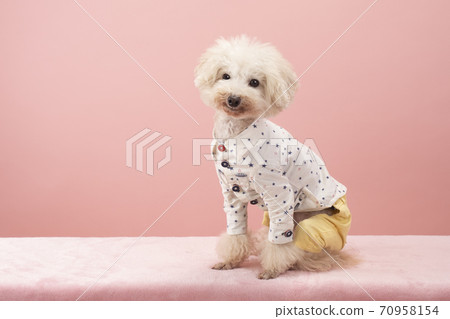 坐著笑的玩具貴賓犬的三八郎 70958154