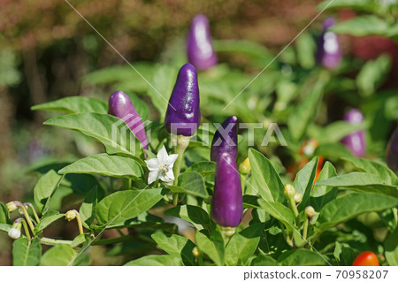 Purple Capsicum annuum 70958207