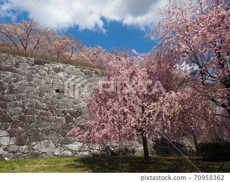 A row of cherry blossom trees where the stone walls shine A row of cherry blossom trees where the stone walls shine 70958362