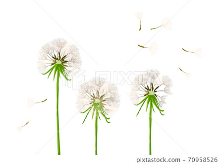Greeting card with delicate dandelions. Vector illustration 70958526