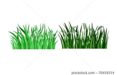 Lush Grass Blades with Narrow Leaves as Growing Plant Vector Set 70958554