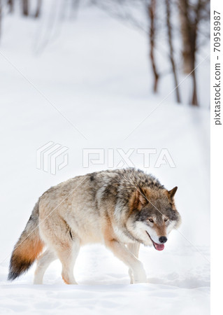 Canis Lupus strolling on snow at nature park 70958987