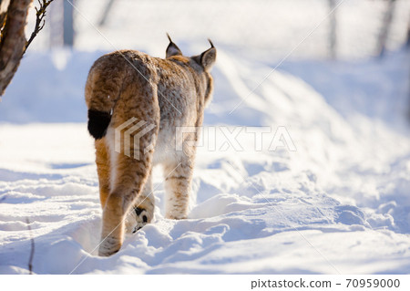 Rear view of lynx walking on snow in nature 70959000