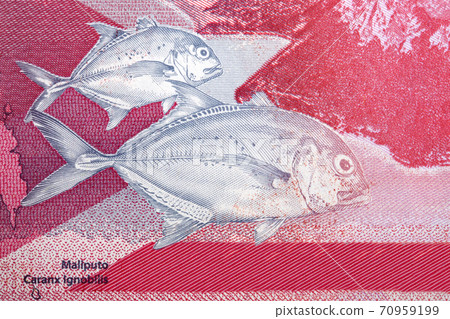 Giant trevally a portrait from Philippine peso 70959199