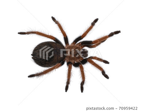 Brachypelma boehmei tarantula spider on white Brachypelma boehmei tarantula spider on white 70959422