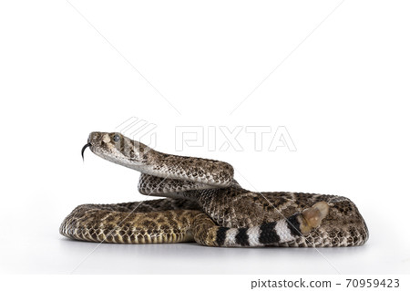 Baby Daimondback rattlesnake on white Baby Daimondback rattlesnake on white 70959423