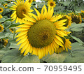 A single sunflower blooming in a sunflower field 70959495