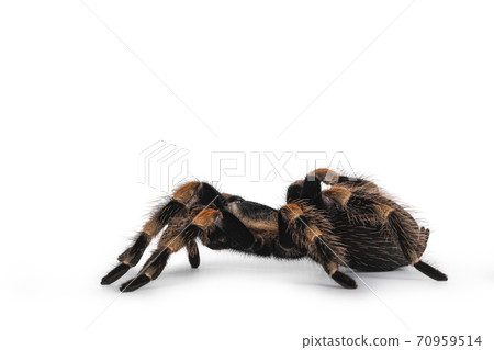 Mexican Redknee tarantula on white Mexican Redknee tarantula on white 70959514
