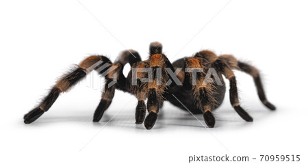 Mexican Redknee tarantula on white 70959515