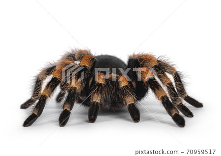 Mexican Redknee tarantula on white 70959517