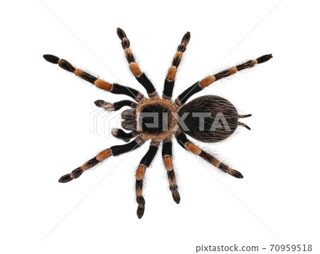 Mexican Redknee tarantula on white 70959518