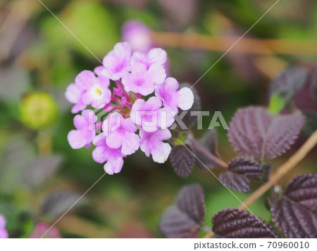 Lantana (Trailing lantana) Lantana (Trailing lantana) 70960010