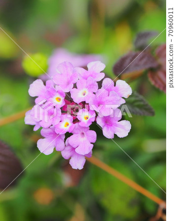 Lantana (Trailing lantana) 70960011