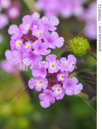 Lantana (Trailing lantana) 70960012