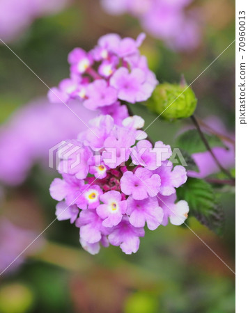 Lantana (Trailing lantana) 70960013