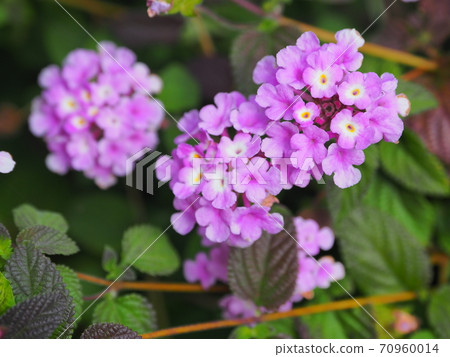 Lantana (Trailing lantana) 70960014