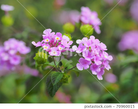 Lantana (Trailing lantana) 70960015